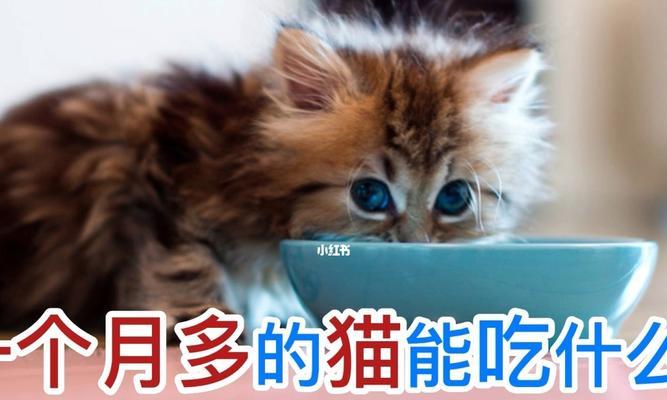 小猫排便频率（一月内小猫排便的时间和方法）