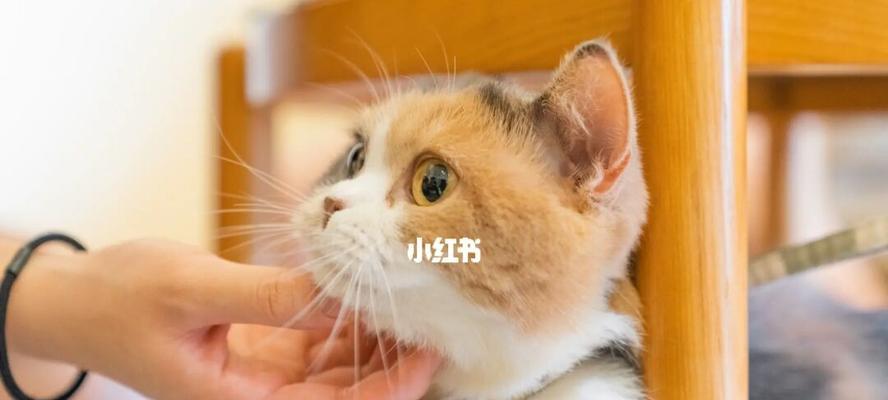 小猫喝奶粉需要注意的事项（从宠物健康的角度出发）