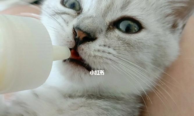 小猫喝牛奶的正确姿势（以宠物为主）