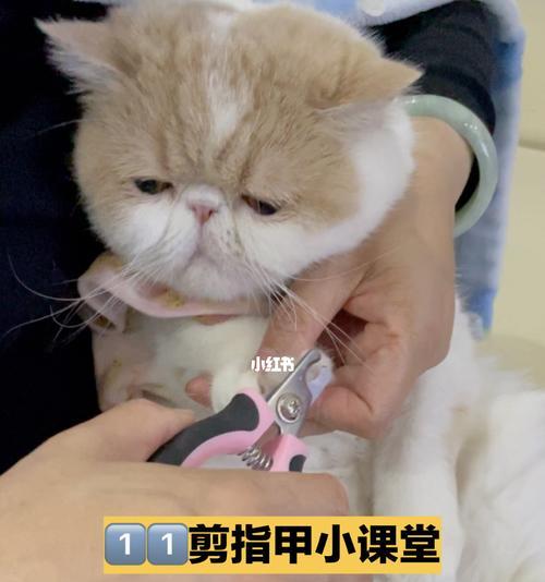 如何为你的宠物猫剪指甲（小猫几个月开始剪指甲及正确操作方法）