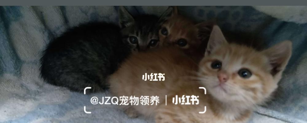 小猫空运注意事项（宠物空运流程）