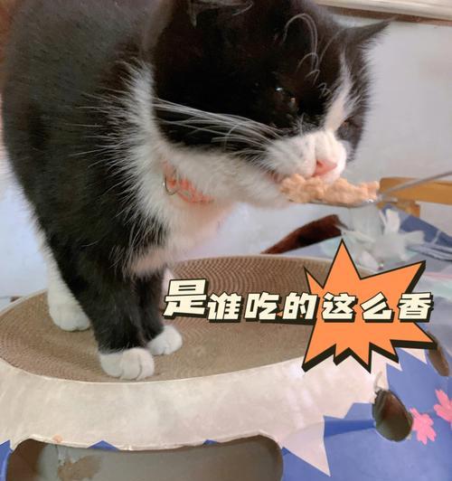 了解宠物猫的饮食习惯与内脏营养价值（了解宠物猫的饮食习惯与内脏营养价值）