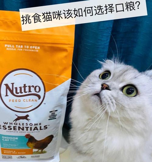 宠物小猫可以吃燕麦吗（探究燕麦对小猫的营养价值与适宜食用方式）