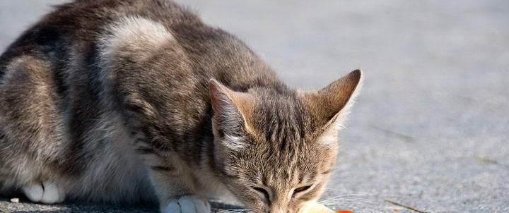 小猫的饮食之道（除了鱼）