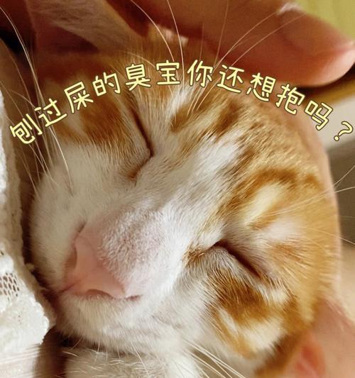 宠物护理之小猫拉干屎处理技巧（如何避免小猫拉出干屎）