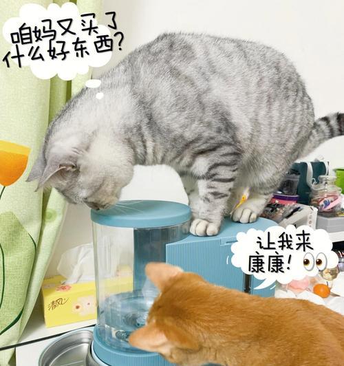 小猫拉稀的原因、治疗和预防方法（小猫拉稀）