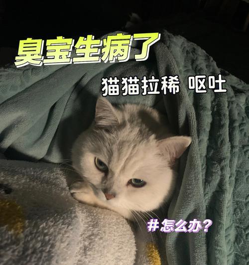 小猫拉稀应该怎么喂养（以宠物为主）