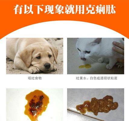 小猫拉稀颜色深的可能原因及解决方法（宠物护理中的常见问题与应对措施）