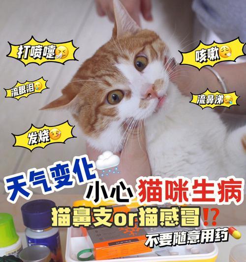 小猫老打喷嚏流鼻涕，如何用药缓解（宠物鼻炎该如何治疗）