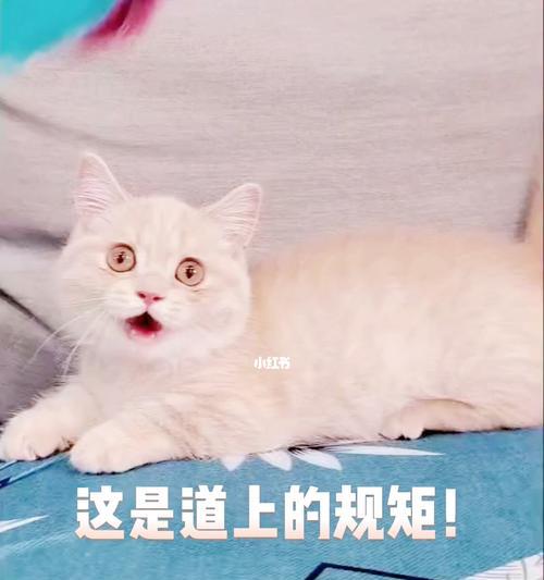 小猫的爪子永远停不下来——探究宠物喜欢抓东西的原因（一只小猫的行为解析与心理分析）