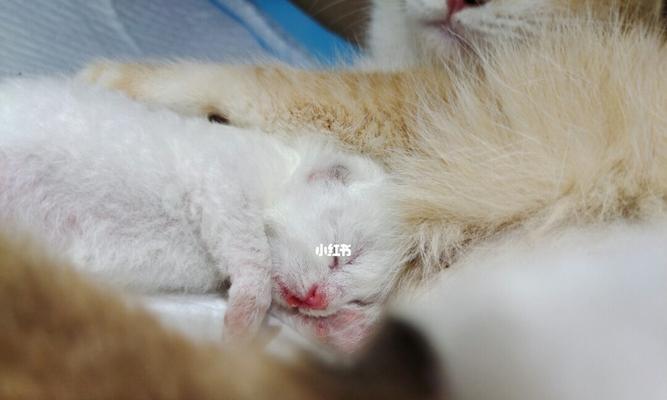 宠物拉肚子怎么办（小猫猫和小奶猫拉肚子该如何处理）