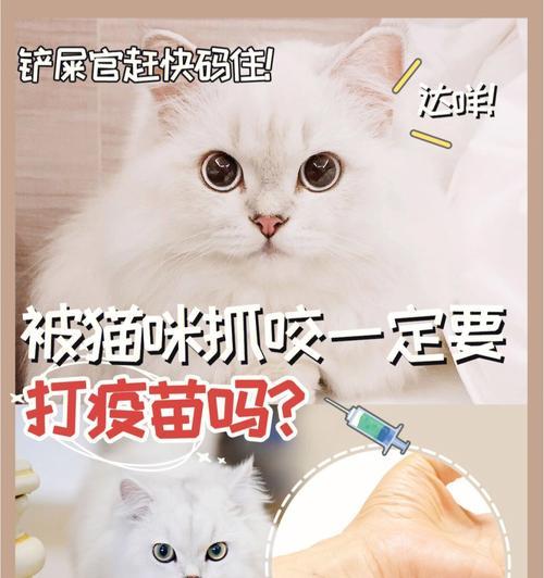 小猫没有打疫苗可以洗澡吗（宠物护理的重要性与注意事项）