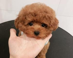 泰迪犬眼珠颜色全解析（从宠物角度看泰迪犬眼珠颜色分析）