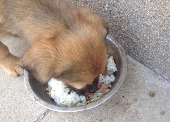 宠物土狗吃骨头卡住了怎么办（关注宠物饮食健康）