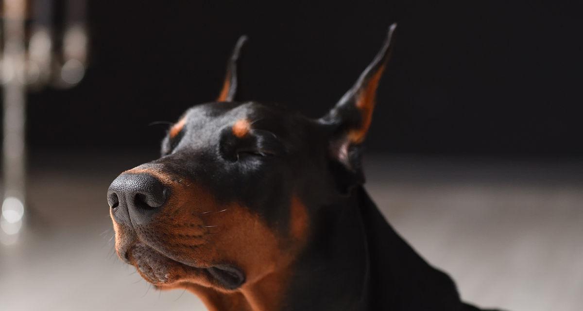 狗狗为何鼻子和嘴巴是黑色的（黑色鼻子与嘴巴的奥秘及相关生理机制）