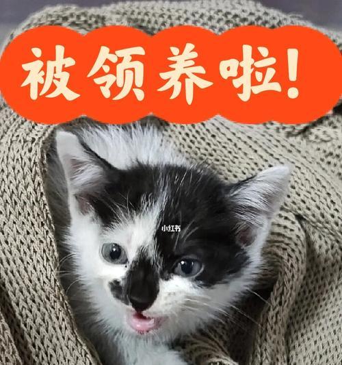 麒麟尾小猫的奇特之处（探索神秘的基因变异现象）