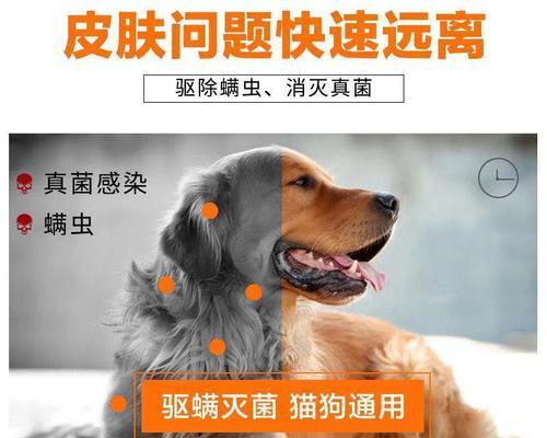 了解温犬病，宠物健康无忧（掌握症状）