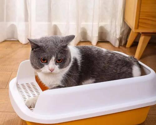 宠物猫乱尿尿的应对方法（从环境改善到训练引导）
