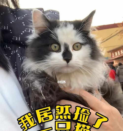 猫咪生病怎么办（以我猫吃什么药好为例）