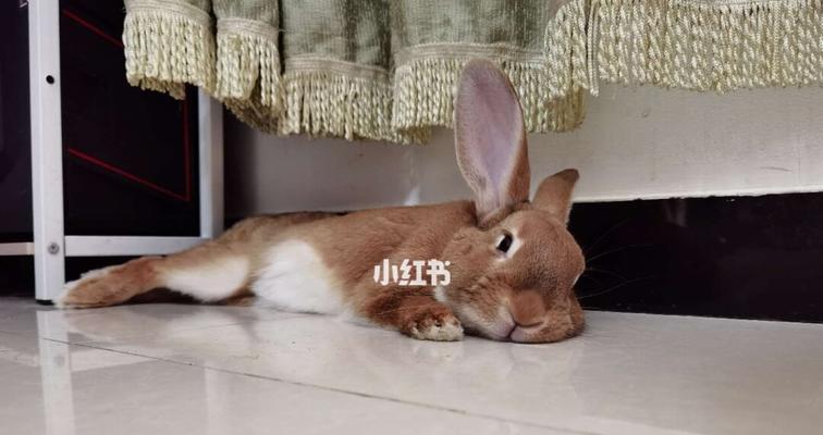 夏天小猫的睡眠习惯（如何为你的宠物提供舒适的睡眠环境）