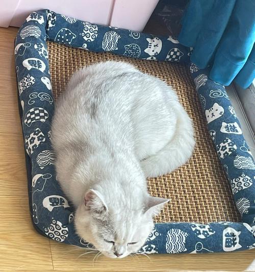 夏天宠物小猫为什么会呕吐东西（探究夏天小猫呕吐的原因和解决方法）