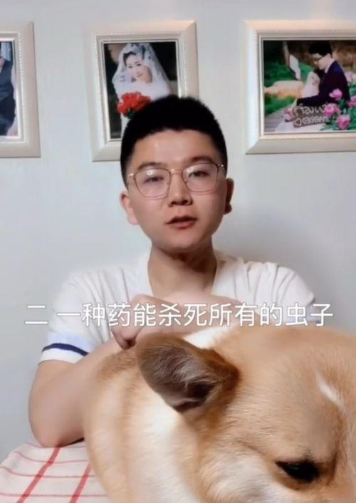 小狗虫子药怎么吃（用药注意事项及宠物身体状况对药物反应的影响）