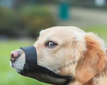 小狗睡觉时嘴抽搐的原因分析（揭秘宠物犬睡觉时异常动作的内在机理）