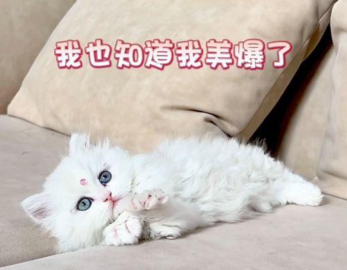 适合小孩养的猫品种（宠物猫的选择与养护）