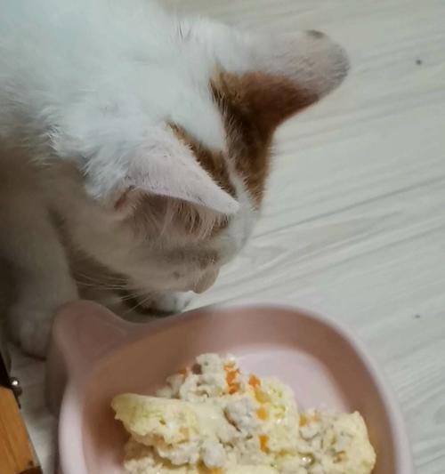 宠物小猫吃撑了吐2天没吃东西怎么办（小猫食欲不振）