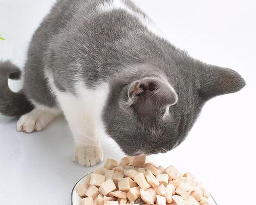 宠物小猫应该吃哪些蔬菜（营养均衡的饮食对宠物健康至关重要）