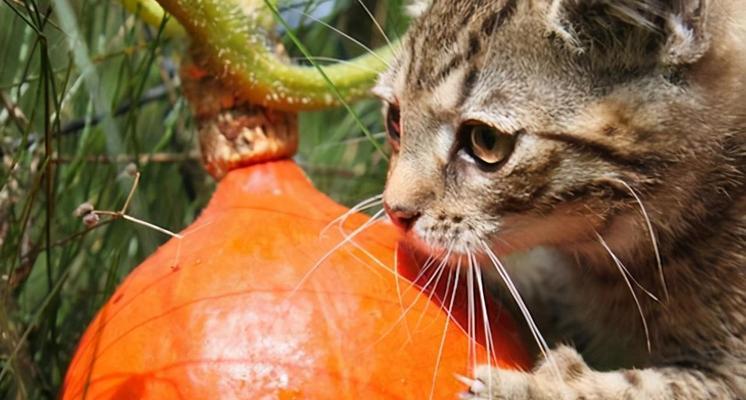 小猫的健康餐——蔬菜（宠物猫的膳食选择与营养需求）