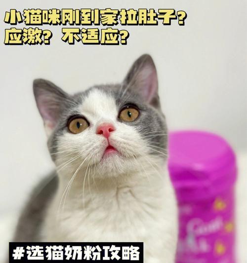 小猫也要喝羊奶粉（了解宠物喝羊奶粉的必要性和注意事项）