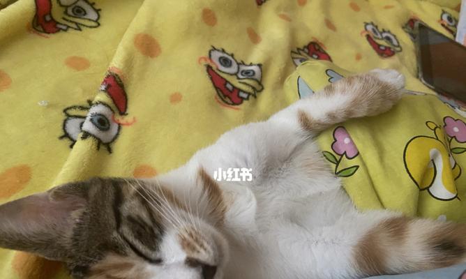 宠物小猫为什么会突然睡着（探究小猫睡眠习惯和行为特点）