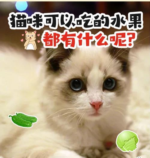 宠物小猫可以吃哪些水果（探究小猫饮食的奥秘）