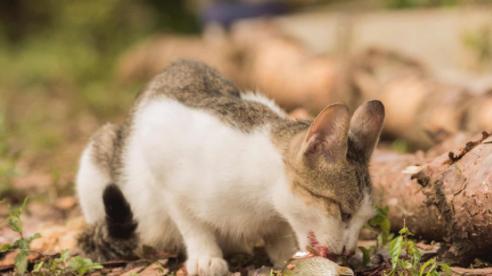 小猫可以吃生鱼肉吗（宠物猫咪是否适合生鱼肉）