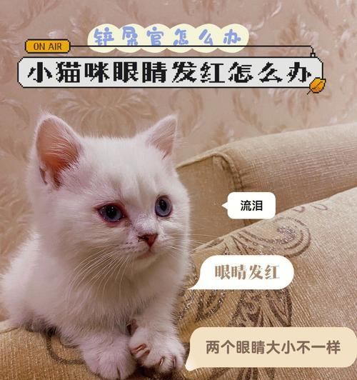 小猫眼睛肿了怎么办（宠物眼睛疾病的原因及治疗方法）