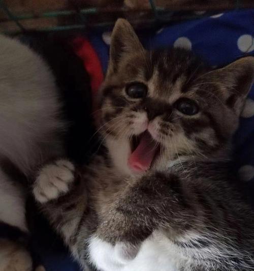 如何解决宠物小猫的臭臭问题（有效方法让你摆脱小猫屁股的异味）