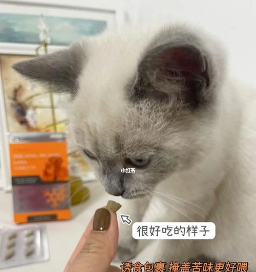 小猫吃什么药（了解宠物用药常识）