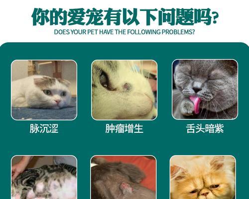 猫咪乳腺肿瘤的破裂（猫咪乳腺肿瘤的危害及预防措施）