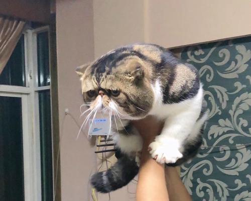 宠物猫咪经常喘怎么办（掌握猫咪喘的原因和应对方法）