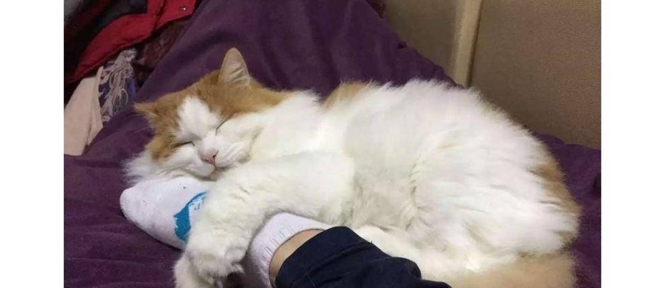 揭秘猫咪睡觉手臂交叉的秘密（探究猫咪睡姿的原因和健康影响）
