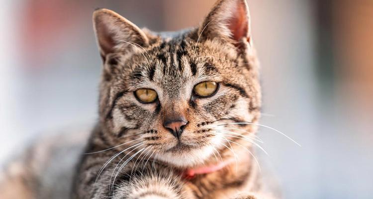 猫咪遭受高温侵袭如何预防（宠物饲养者必看的夏季护理指南）