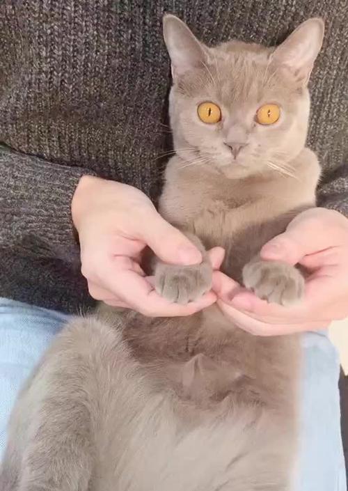 猫咪为什么讨厌剪手指甲（揭秘猫咪抵触剪手指甲的原因）