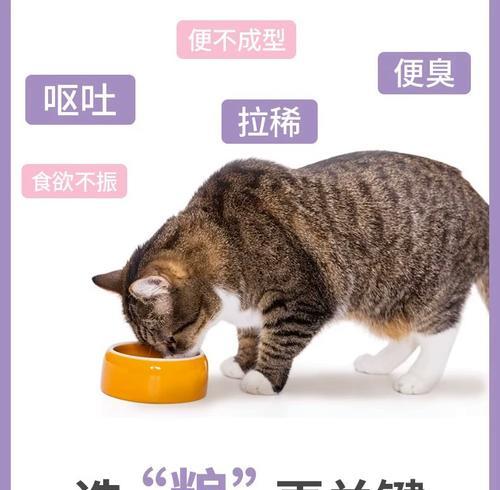 以猫咪天然粮哪个好（找到适合猫咪的营养均衡）