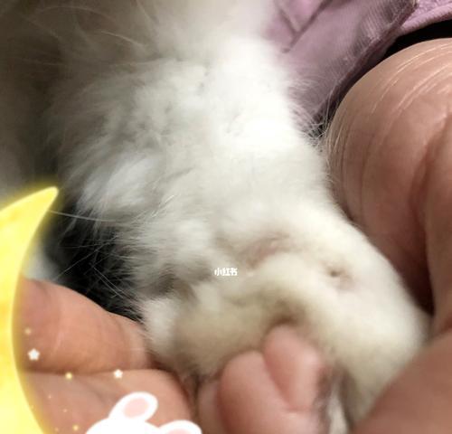 猫咪腿上爪缝红肿（宠物猫的健康问题必须重视）