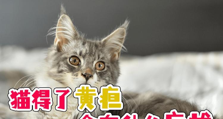 猫咪得黄胆的原因及预防方法（以宠物为主）