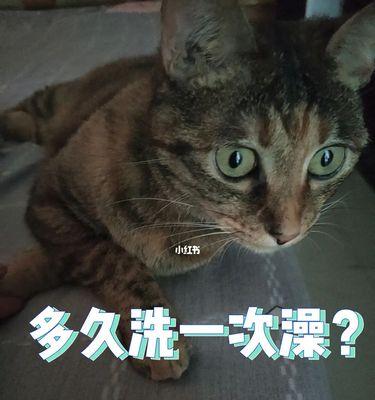 猫咪洗澡为何容易疲惫（了解宠物的洗澡疲惫）