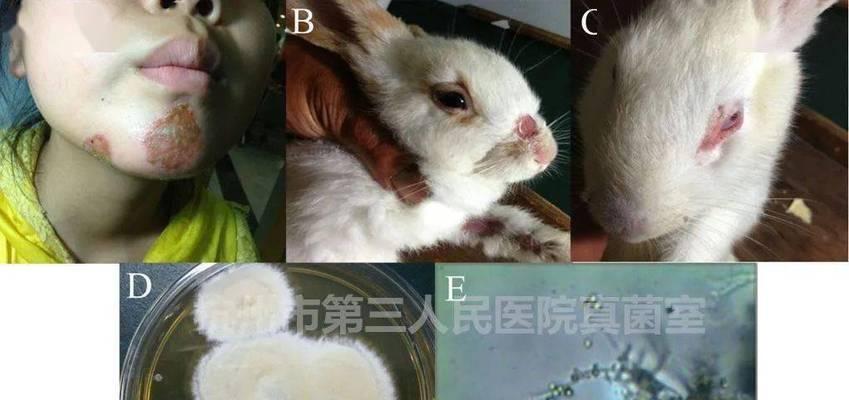 猫咪须毛藓菌的危害及预防方法（如何保护你的爱猫免受须毛藓菌的威胁）