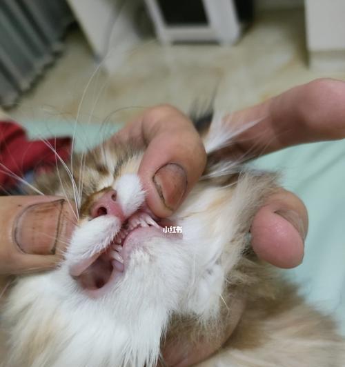 猫咪牙齿误食物品的应对方法（宠物牙齿健康重要性）