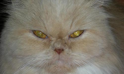 猫咪的眼球需特别保护（宠物眼部安全）